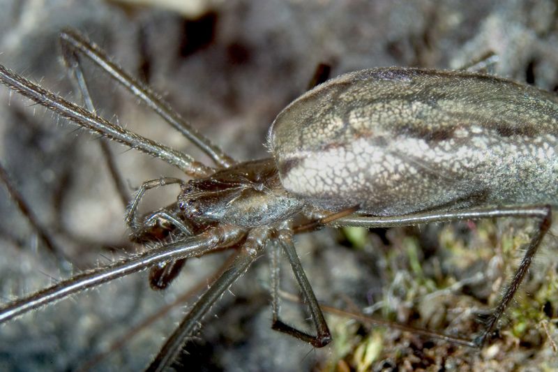 longjaw1